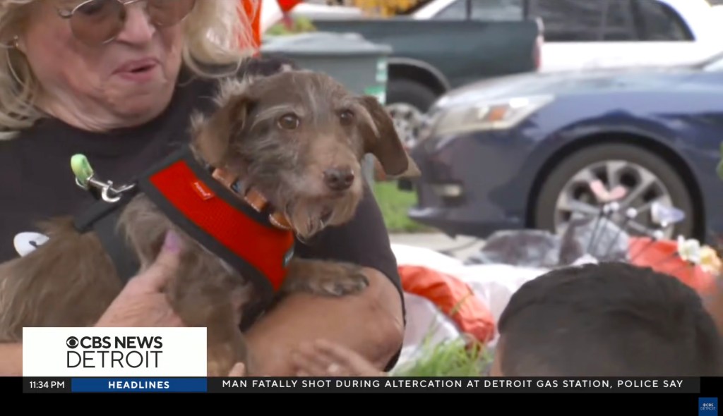 A woman in sunglasses holding a small brown dog in a red harness.
